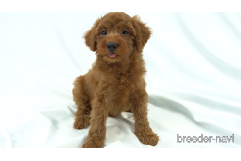 成約済の東京都のトイプードル-154180の4枚目